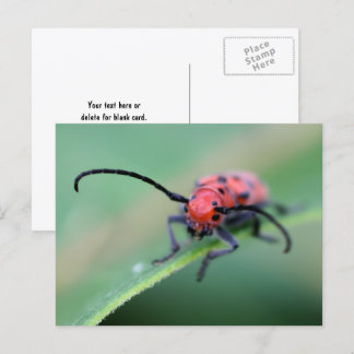 Carte Postale Photographie de la nature d'un scarabée rouge en c