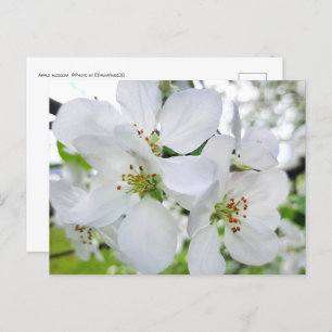 Carte Postale Photographie de la nature en fleurs de pomme blanc