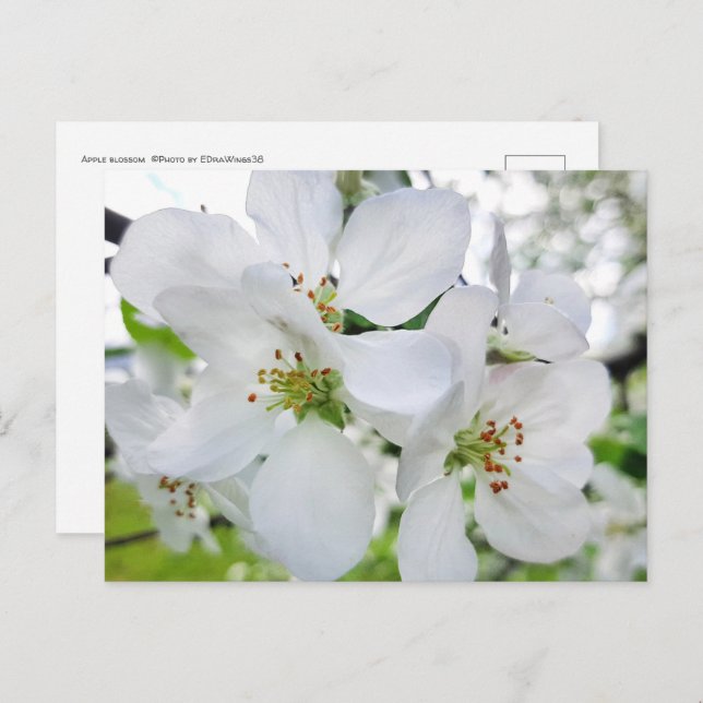 Carte Postale Photographie de la nature en fleurs de pomme blanc (Devant / Derrière)
