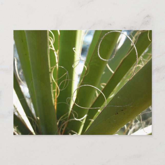 Carte Postale Photographie de la nature verte Feuille du Yucca (Devant)