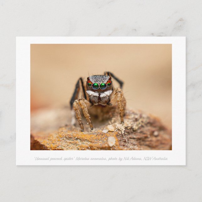 Carte Postale Photographie de macro Peacock Spider colorée (Devant)