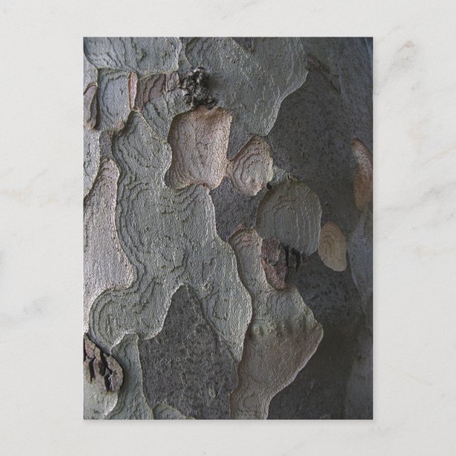 Carte Postale Photographie de macro Tree Bark (Devant)