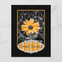 Photographie de marguerite africaine du printemps