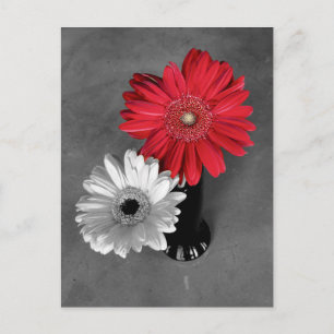 Carte Postale Photographie de Marguerite de Gerber avec éclabous