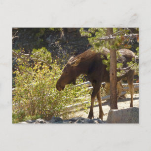 Carte Postale Photographie de nature de l'orignal des montagnes