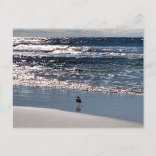 Carte Postale Photographie de Nature des Mouettes de Biloxi