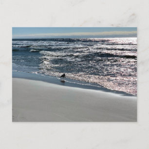 Carte Postale Photographie de Nature des Mouettes de Biloxi