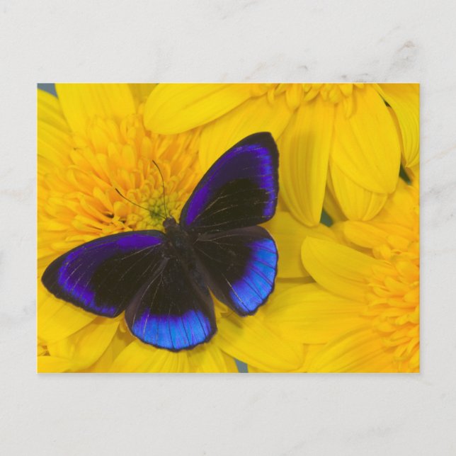 Carte Postale Photographie de papillon (Devant)