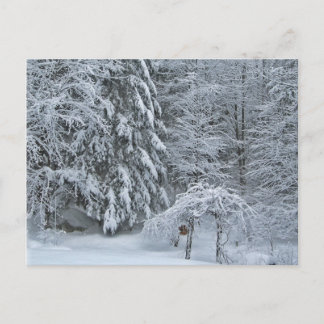 Carte Postale Photographie de paysage forestier enneigé en hiver