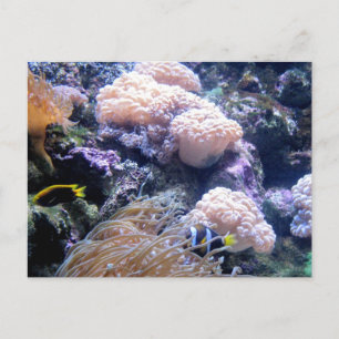 Carte Postale Photographie de poissons de récifs coralliens sous