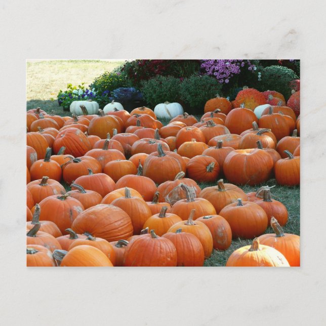 Carte Postale Photographie de récolte d'automne des citrouilles  (Devant)