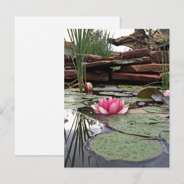 Carte Postale Photographie de reflets de nénuphars roses (Devant / Derrière)
