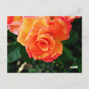 Carte Postale Photographie de rose orange vibrante