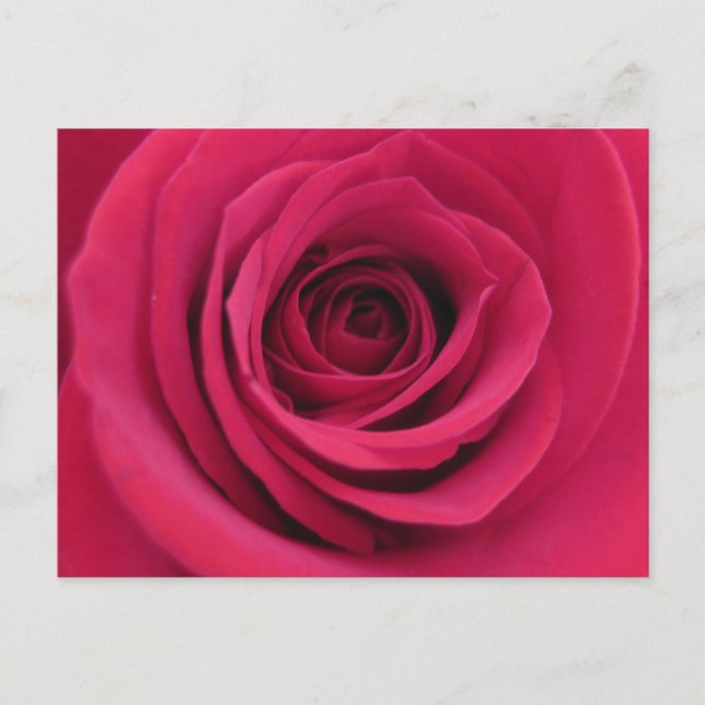 Carte Postale Photographie de Rose Rouge Macro Florale Originale (Devant)