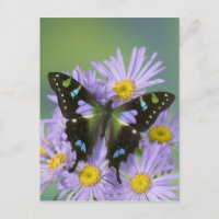 Photographie de Sammamish Washington de papillon