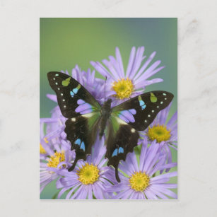 Carte Postale Photographie de Sammamish Washington de papillon