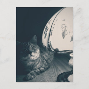 Carte Postale Photographie de style noir de chats et lampes