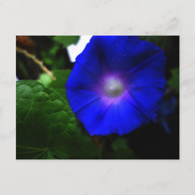 Carte Postale Photographie de Volubilis Bleu Brillante du Matin (Devant)