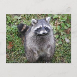 Carte Postale Photographie de Woodland Cute Raccoon