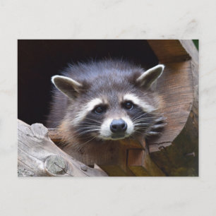 Carte Postale Photographie de Woodland Raccoon