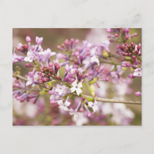 Carte Postale Photographie des fleurs de Lilac printanières