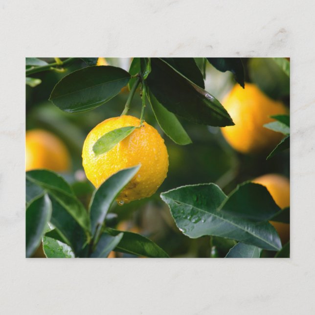 Carte Postale Photographie des fruits des citronniers (Devant)