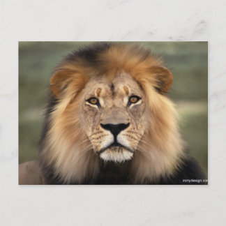 Carte Postale Photographie des lions