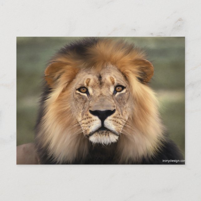 Carte Postale Photographie des lions (Devant)