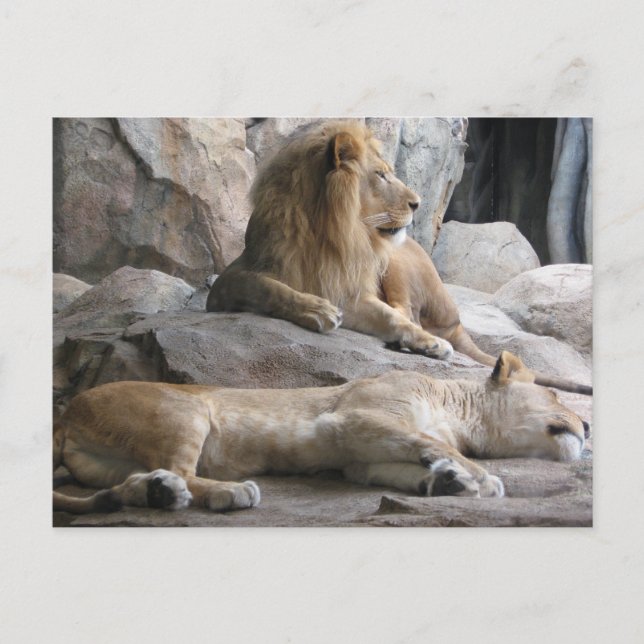 Carte Postale Photographie des lions qui dorment (Devant)