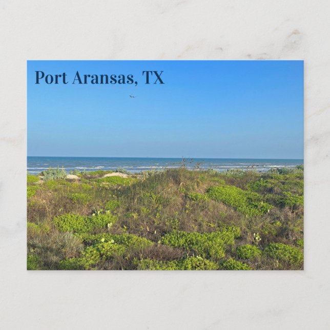 Carte Postale Photographie d'herbe de plage de Port Aransas Texa (Devant)