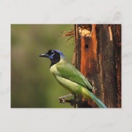 Carte Postale Photographie d'oiseau coloré Geai vert