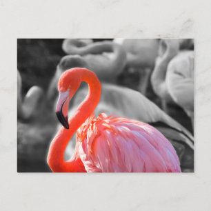 Carte Postale Photographie d'oiseaux Flamants roses