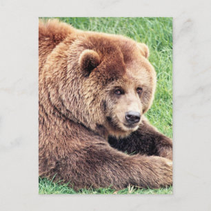 Carte Postale Photographie d'ours brun câlin