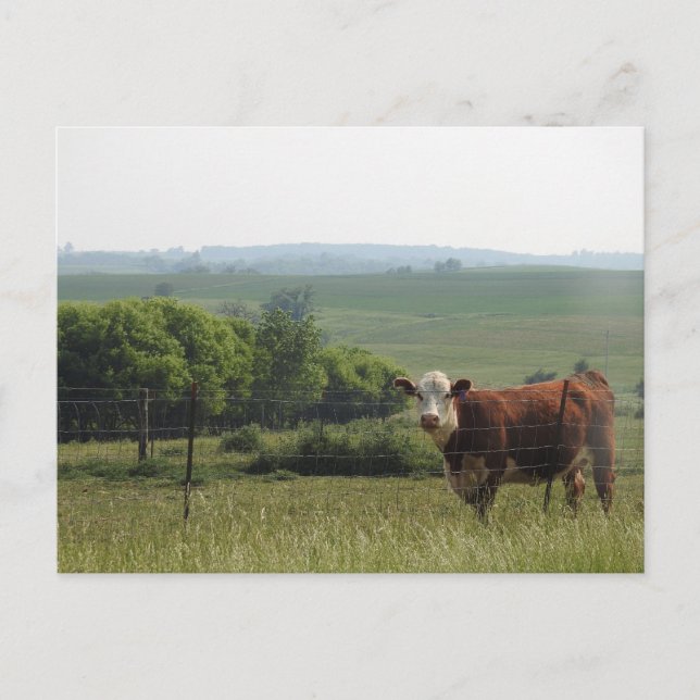 Carte Postale Photographie du Midwest | Belle vache et paysage (Devant)