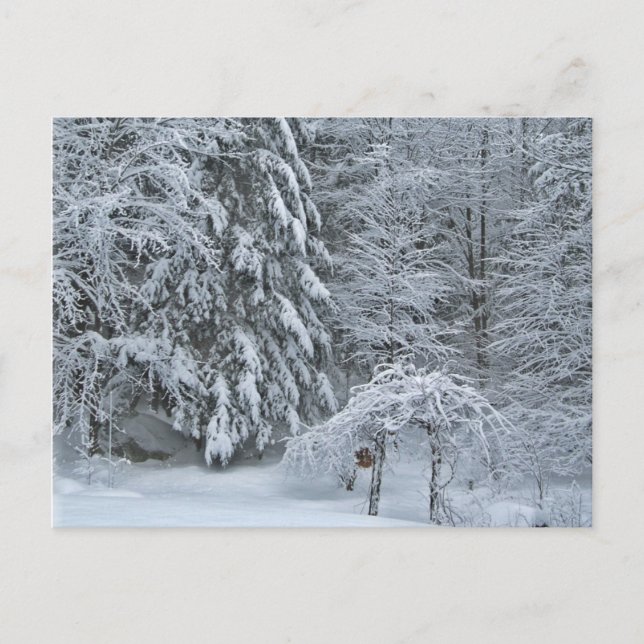Carte Postale Photographie du paysage couvert de neige de la for (Devant)