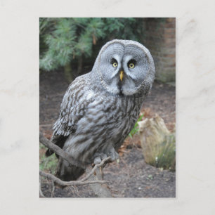 Carte Postale Photographie du portrait d'hibou