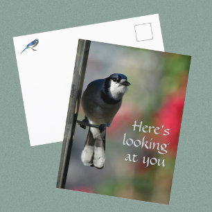 Carte Postale Photographie du regard curieux du geai bleu
