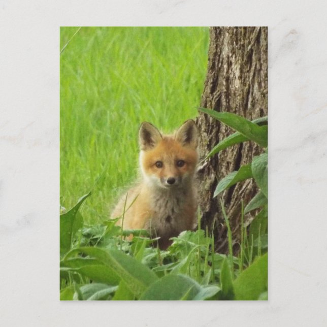 Carte Postale Photographie d'un bébé renard mignon au printemps (Devant)