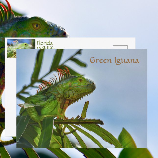 Carte Postale Photographie d'un reptile Iguane Vert dans la Natu (Créateur téléchargé)