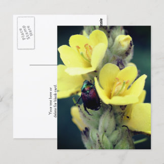 Carte Postale Photographie d'un scarabée sur une fleur de molène