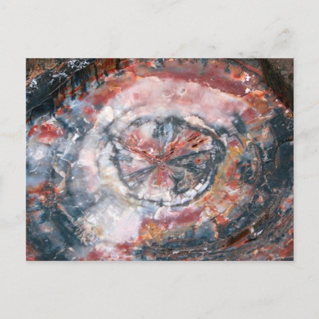 Carte Postale Photographie en bois petrifié coloré (Devant)