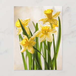 Carte Postale Photographie florale :  Daffodiques de printemps j