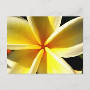 Carte Postale Photographie florale de frangipanier tropical