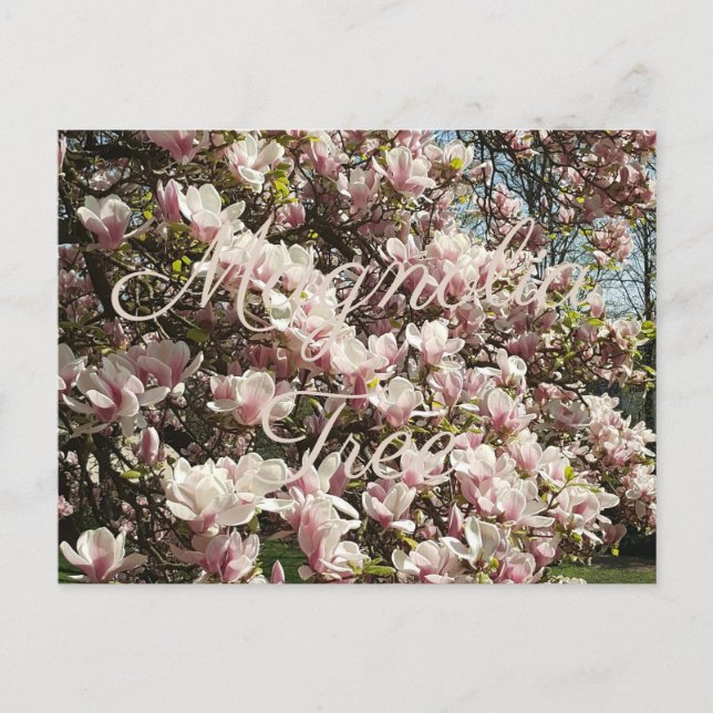 Carte Postale Photographie florale de l'arbre rose en fleurs Mag (Devant)