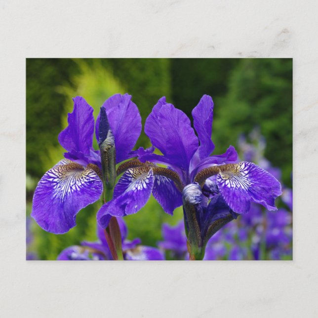 Carte Postale Photographie florale d'Iris sibirica (Devant)