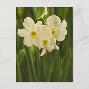 Carte Postale Photographie florale :  Narcisse de printemps blan