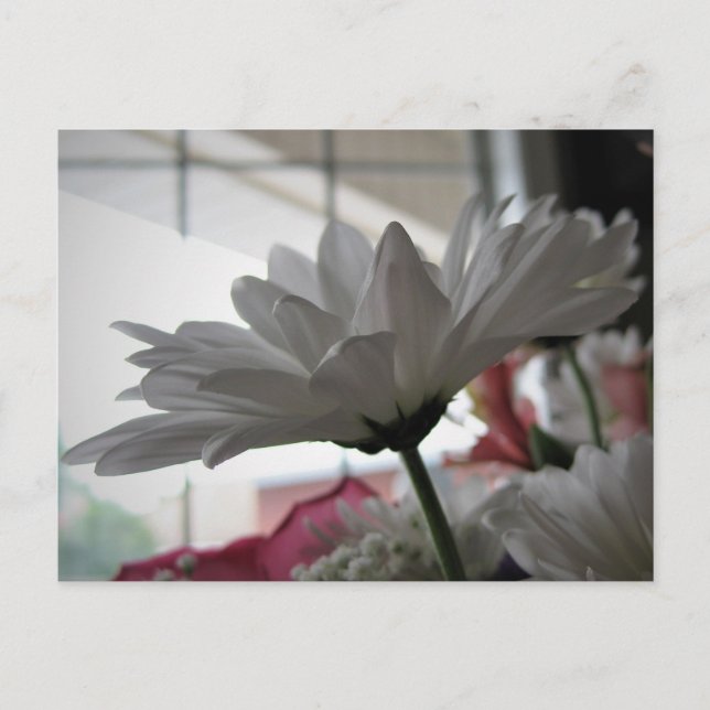 Carte Postale Photographie florale originale White Daisy (Devant)