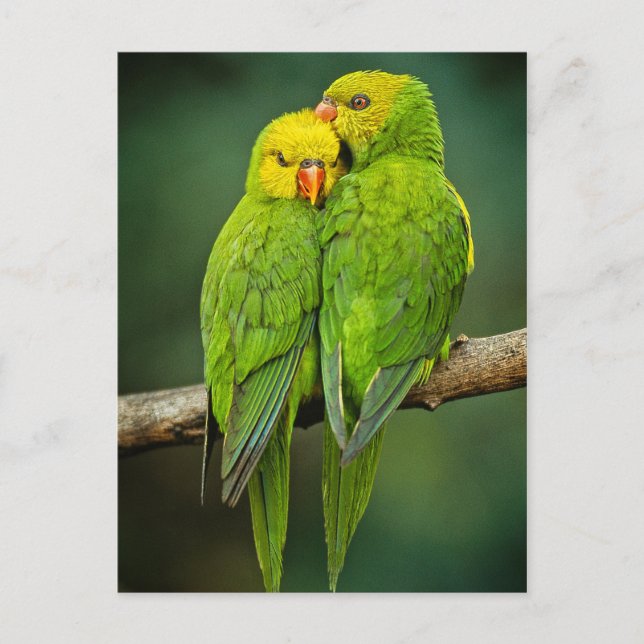 Carte Postale Photographie Inséparable de Green Parrots (Devant)