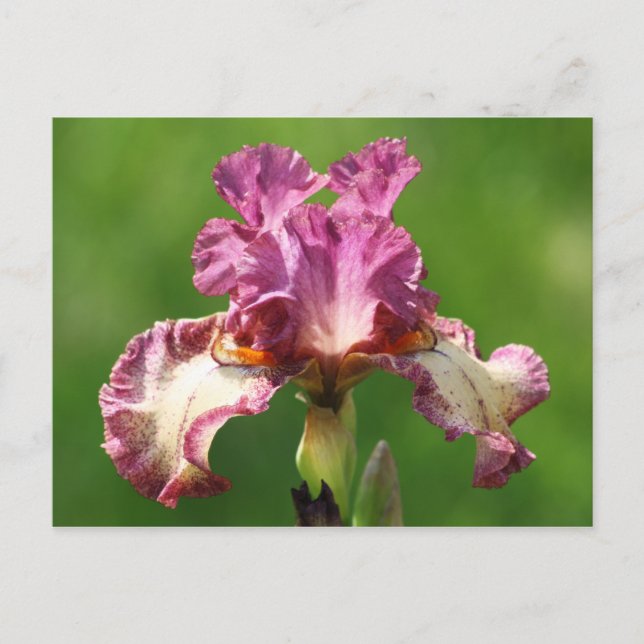 Carte Postale Photographie Iris "Rock Star" (Devant)