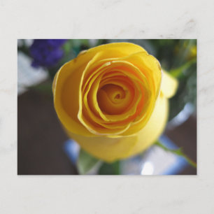 Carte Postale Photographie Macro de Fleur de Rose Jaune